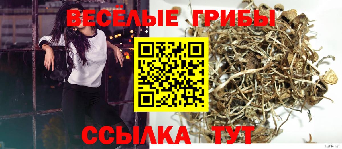 Псилоцибиновые грибы мицелий  где найти наркотики  Советск  Вход с VPN 